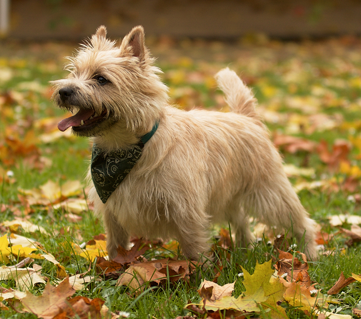 Oxnard Terrier