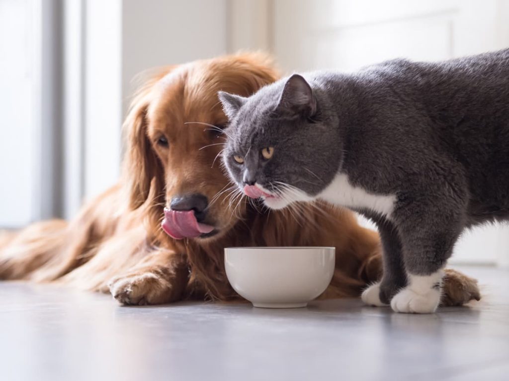 can dogs eat cat food