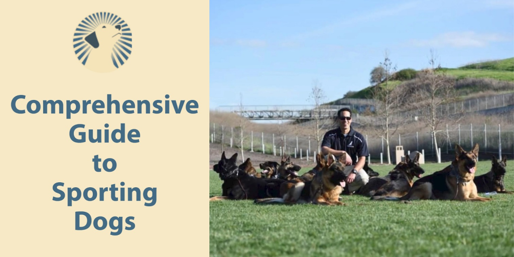 Dog Obedience Training Near Me: A Comprehensive Guide