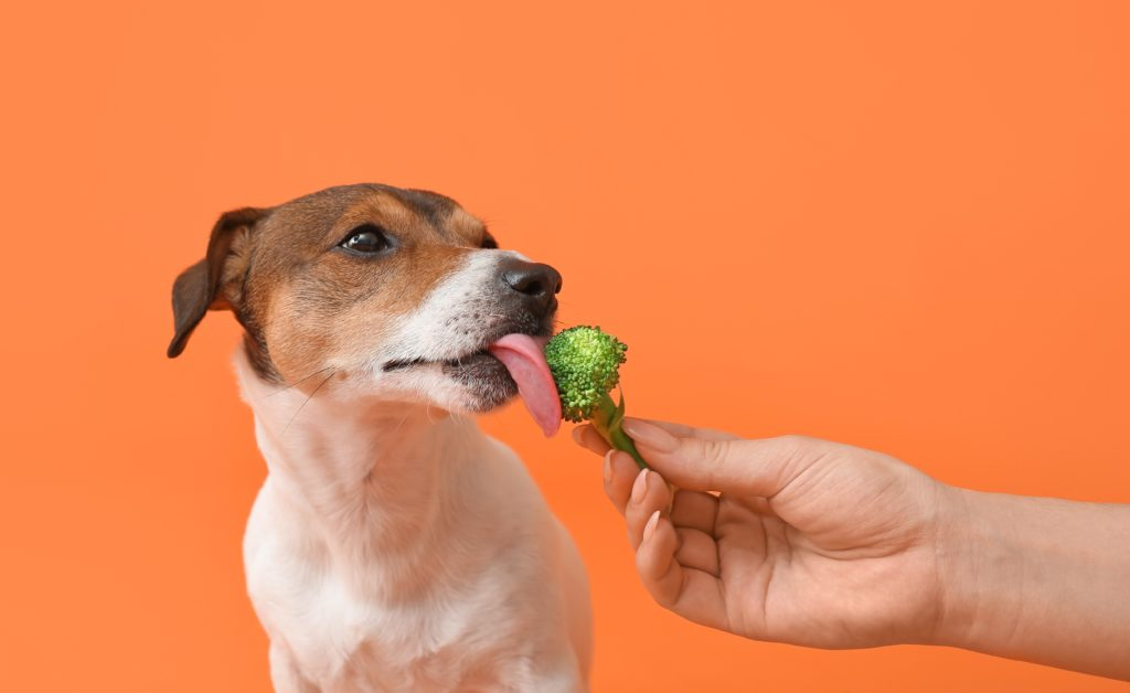 what foods for dogs can help with liver health