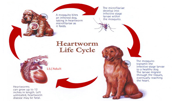 Preventing and Treating Heartworms in Dogs: Your Essential Guide 2025